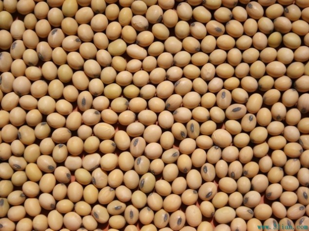 【自留种阳台菜】青大豆青豆种子 豆大株矮 适