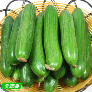  【爱蔬果】绿色食品新鲜蔬菜 荷兰黄瓜 小黄瓜 北京买菜当天送到