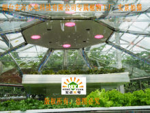 多肉植物补光灯 生石花补光灯 景天补光灯 效果超好 无效退款
