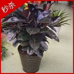 橡皮树 黑金刚室内盆栽。 吸甲醛植物 橡皮树大