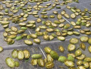 长白山野生青核桃皮 青龙衣(干品) 抗肿瘤 现在缺货-淘宝网