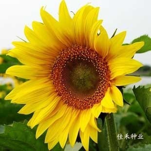 淘宝网美食城 油葵种子 葵花种子 向日葵 生长期