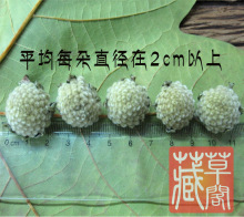 精品绿萝花 免运费 野生西藏 整朵 新货 降血糖茶 手工挑选