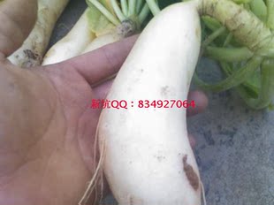  农家自种早萝卜， 新鲜蔬菜 新鲜白萝卜，有机蔬菜,感恩畅销