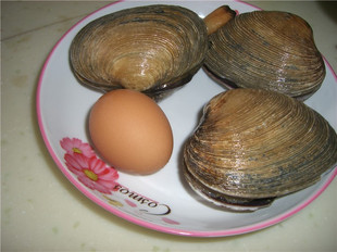 天鹅蛋 贝 大蛤蜊 5个20元-淘宝网