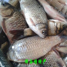 北京郊区水库野生海鲜鲫鱼  当天到3斤起 孕妇滋补下奶5斤送豆腐