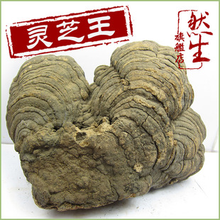  然生 野生灵芝王木芝 直径47cm重量6.3kg 天然中华仙草 家居摆设