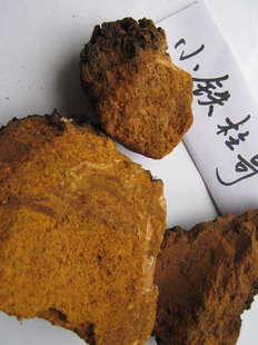  小铁柱哥灵芝 长白山野生灵芝整枝　白桦茸 桦褐孔菌 桦树桑黄