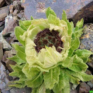 全新正版\/足球入门与技战术图解\/杨璟勇\/ 军地俱