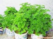 冲双皇冠特价 神奇驱蚊草/迷你植物/这个夏天不在有蚊子 0.1kg