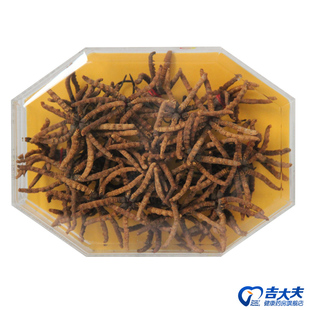  上海虹桥 冬虫夏草特级45g 补肺止血化痰肾虚精亏 礼品装正品包邮