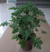 迷你植物 驱蚊草 盆栽 苗子 夏天驱蚊好帮手 买2棵送1棵
