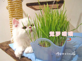 taobao english 13659436187