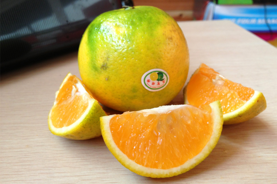 海南绿橙收购商 [每日农经]绿色的橙种植前景分外甜，一亩能赚3000元