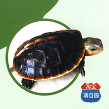 石金钱龟养殖技术套装
