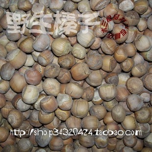  榛子，年野生原味生榛子，野山榛子，野生榛子，东北毛榛子