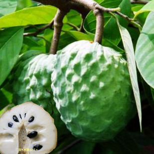  包顺丰 新鲜 海南 新鲜水果 三亚 凤梨释迦果/番荔枝/5斤