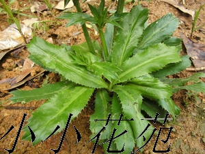 花卉种子蔬菜种子香草种子 刺芫茜-淘宝网