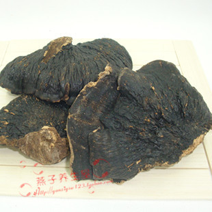  海南野生薄树芝 薄盖灵芝 无柄平盖薄树芝 排毒养颜 补肾安神助眠