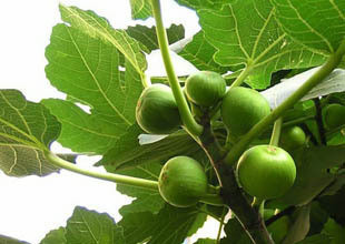 无花果 结果苗 盆栽果树 带土带盆送货 保证成活