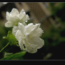 {香。调}  茉莉花 jasmine flower 香水 2毫升试管分装