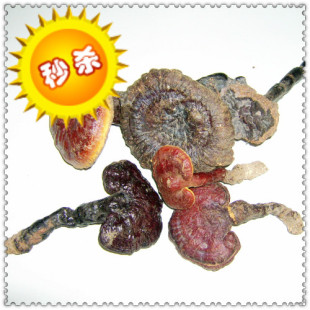  100%野生灵芝 精选纯正赤芝假一赔十 特价女性保健美容/抗癌首选