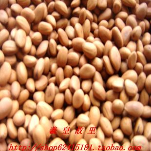  天水特产 年新松子 西秦岭野生 超薄皮松籽 松子 4斤包邮