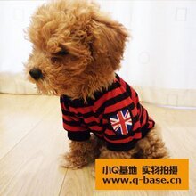 【特价】英国袖章条纹T恤衫 欧美范儿 狗狗衣服 宠物服装 宠物衣