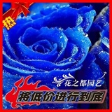 热销玫瑰种子【多种玫瑰可选】玫瑰花种子保发芽 盆栽花种子花种