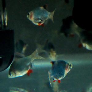 蓝皮鱼 蓝虎皮鱼 绿虎皮 热带鱼 观赏鱼 9元\/袋