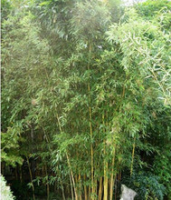 出售花卉苗木【金镶玉竹】可盆栽--彩色竹子-黄竹