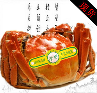  买8送1 [现货]澄莹正宗阳澄湖大闸蟹 特价7折 公螃蟹3.7-3.8两