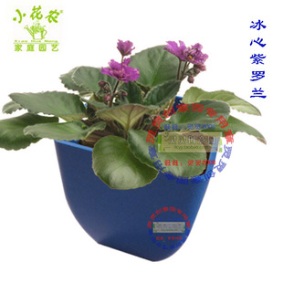 商之口小花农冰心馨香花园 盆栽种植 迷你植物