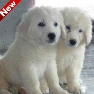 纯种大白熊犬 幼犬出售 高大威猛的纯白色狗狗 可送货上门|msdalam kategori haiwan peliharaan/makanan haiwan dan bekalan, anjing - dari Buy2taobao.com untuk memberikan perkhidmatan ejen Taobao profesional membeli