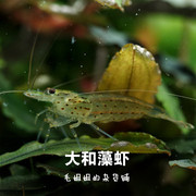 大和藻虾工具虾除藻虾鱼缸水族箱水草缸观赏虾，活体丝藻黑藻活体虾