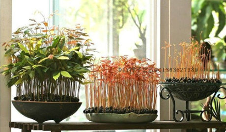 热卖 台湾小森林 DIY种子变盆栽 桂圆种子 龙眼