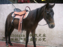 █●█迷你马//德保矮马/好骑好看▉●█支持支付宝