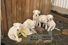 专业繁殖猛犬 杜高 打猎犬 支持支付宝交易