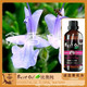 BESTOIL比奥纯水溶性植物精华迷迭香花水纯露