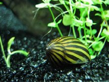 斑马螺 不繁殖 螺 草缸（1.5-2厘米） --淡水观赏螺专卖！