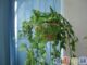绿萝吊兰净化空气清除室内甲醛
