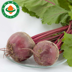  【怡乐果园】有机根甜菜400g 新鲜蔬菜限上海