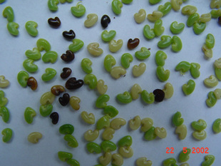 现代农业视角下的大豆种子革新之路