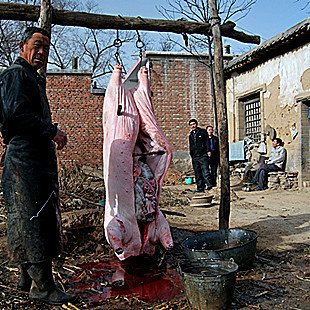  农村土猪肉、农家猪肉新鲜猪肉土猪肥肠笨猪肉 预定不买可以看看