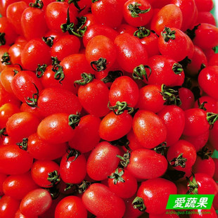  【爱蔬果】绿色食品新鲜水果 圣女果 小西红柿 小番茄 北京配送