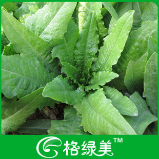 四季香油麦蔬菜种子阳台种菜盆栽高出芽率精装满38包邮