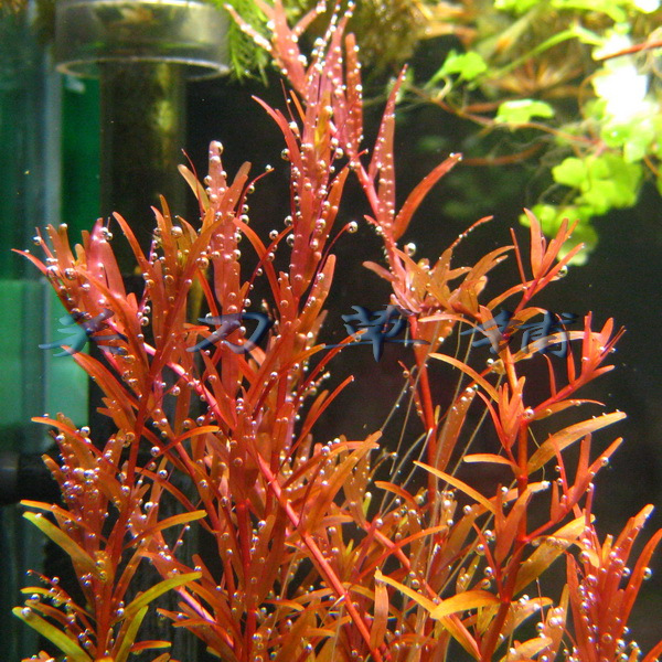 丹麦血红宫廷 血宫 1支 关刀草铺自产水下叶 水族造景水草 中后景在类目 宠物/宠物食品及用品, 水族世界, 鱼缸等水族设备, 水草中 - 来自Buy2taobao.com提供专业的淘宝代购服务