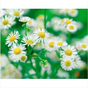 0.01元自动发货好评手机电脑壁纸待机图片商品