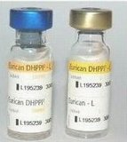 买巴哥幼犬请到/北京宠物/纯种健康质保三年可签协议