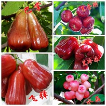 盆栽 果树苗 台湾 黑金刚 黑珍珠 莲雾苗 巴掌 飞弹莲雾